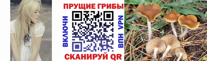 Галлюциногенные грибы ЛСД  хочу   Малоярославец 